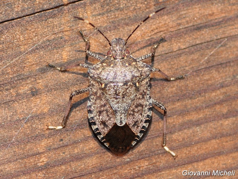 Pentatomidae: Halyomorpha halys - NUOVA PER L''ITALIA